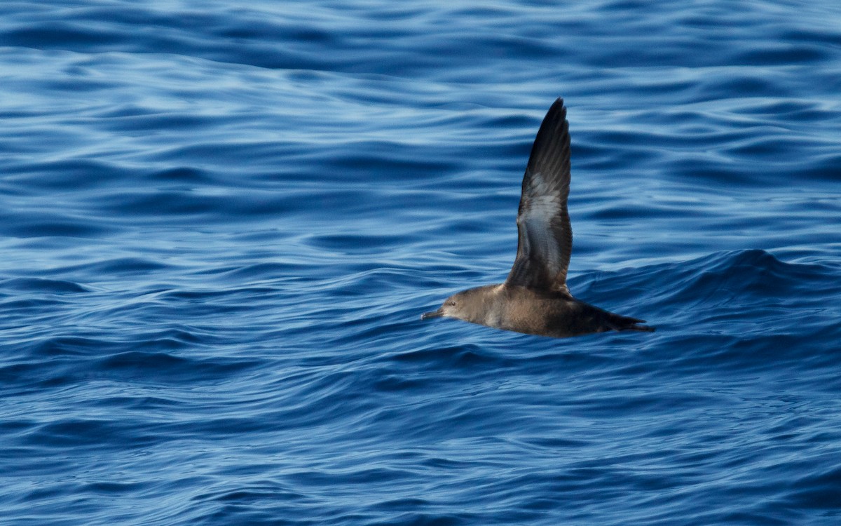 Sooty Shearwater - ML646672301
