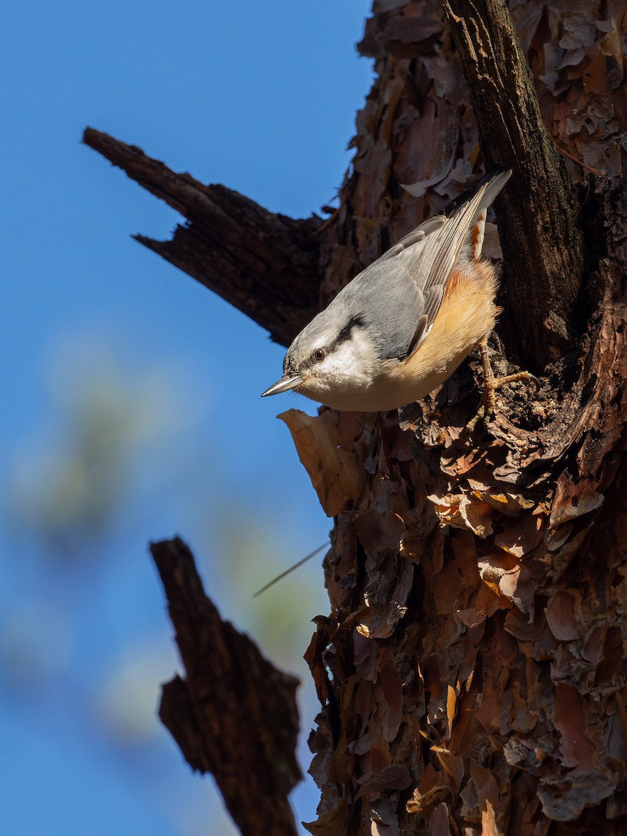 Eurasian Nuthatch - ML646672303