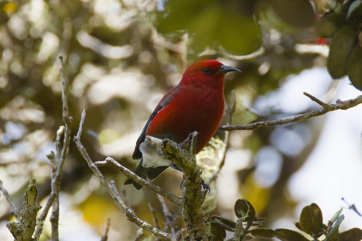 Apapane - ML646672304