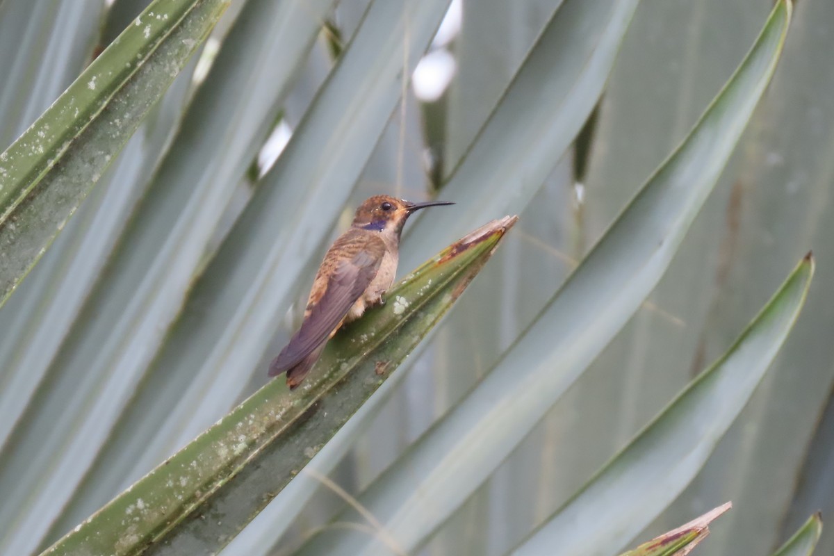 Brown Violetear - ML646672305