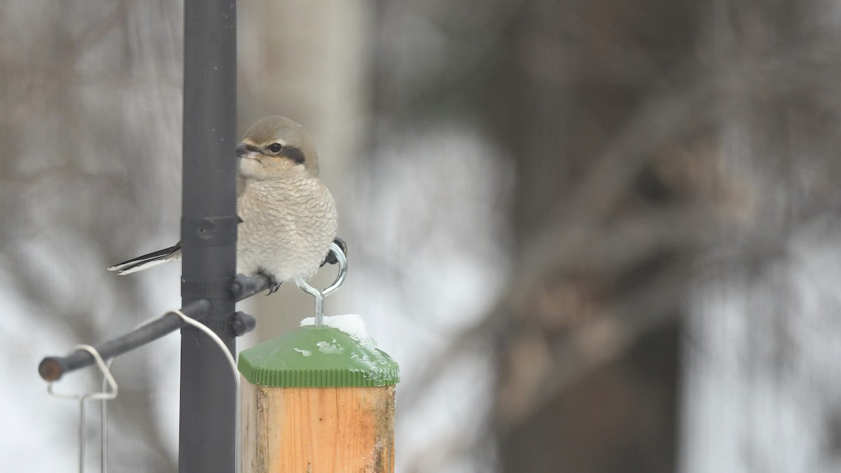 Northern Shrike - ML646672306