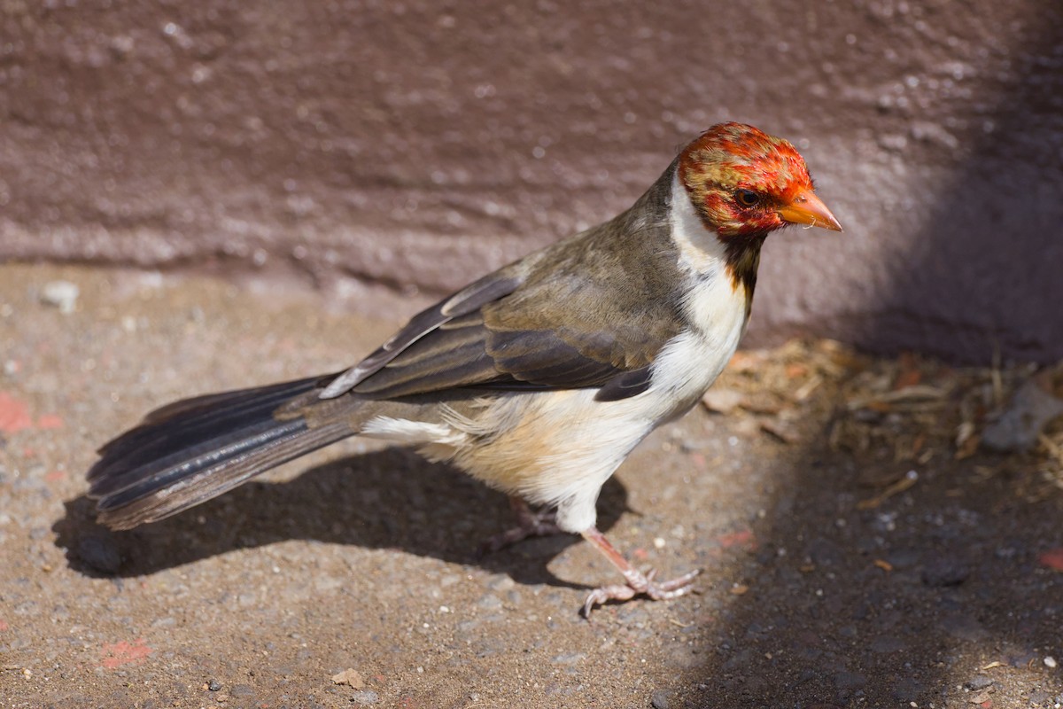 Yellow-billed Cardinal - ML646672307