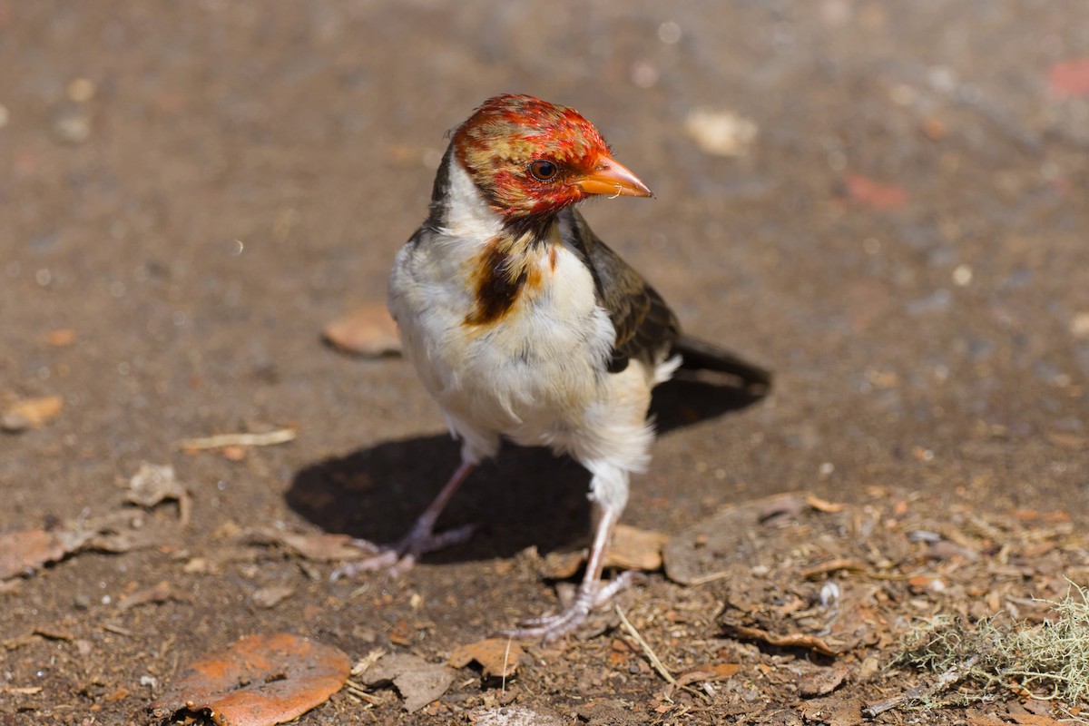 Yellow-billed Cardinal - ML646672308