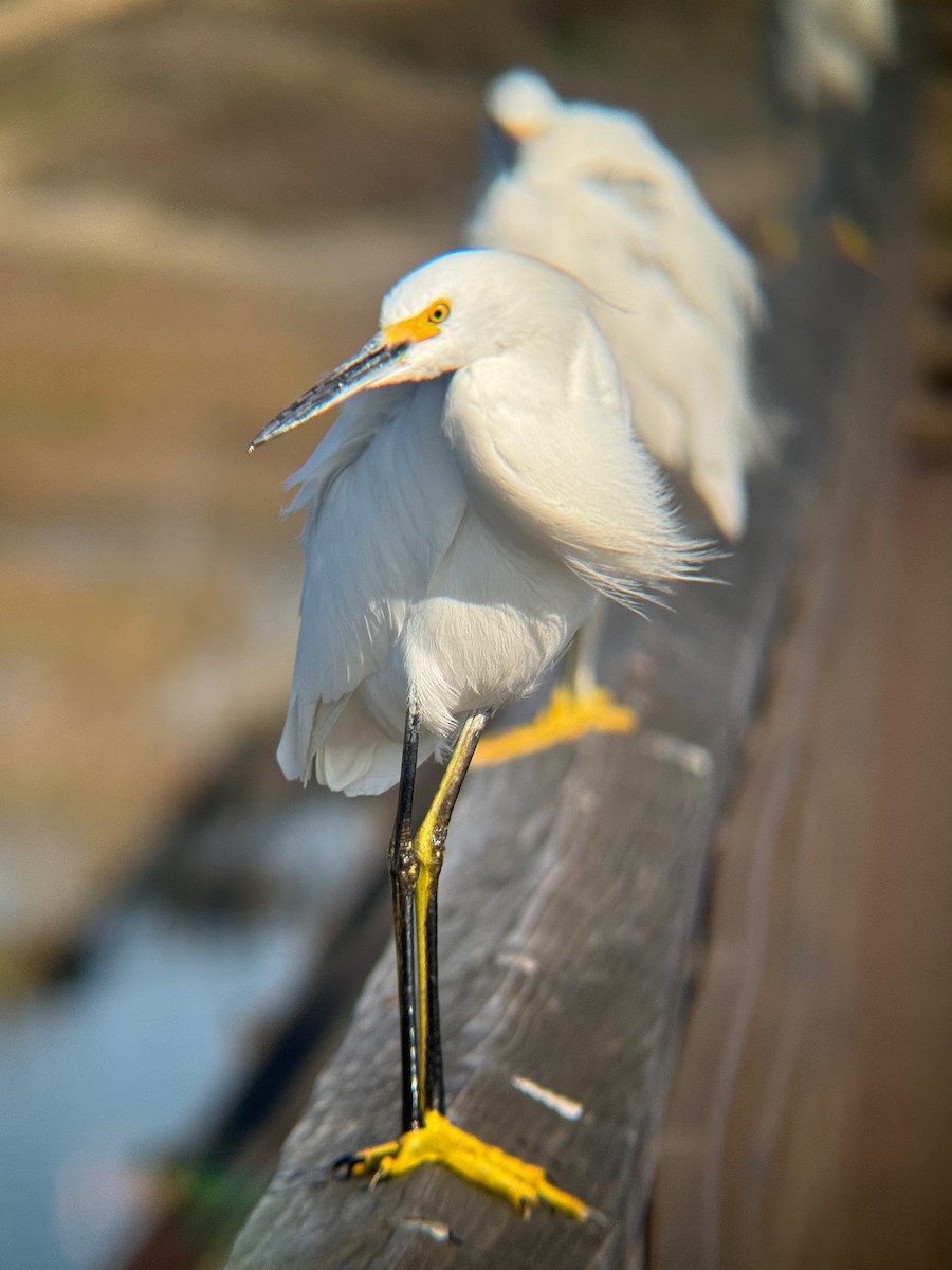 Snowy Egret - ML646672315