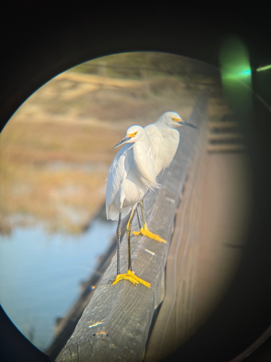 Snowy Egret - ML646672316