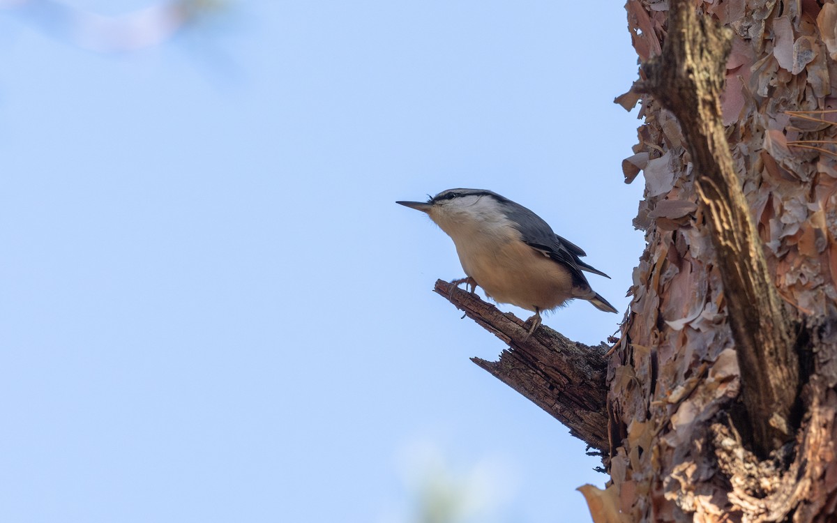 Eurasian Nuthatch - ML646672317