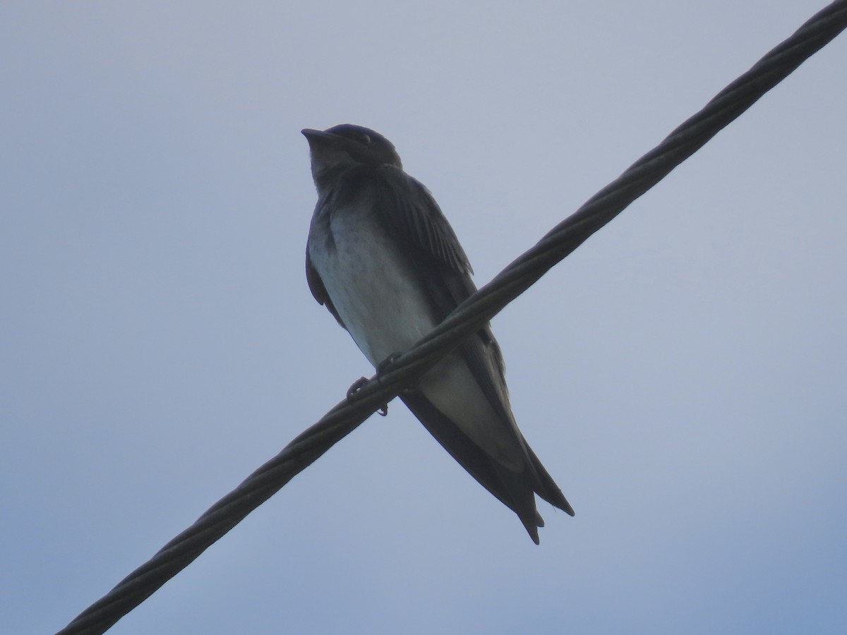 Gray-breasted Martin - ML646672324