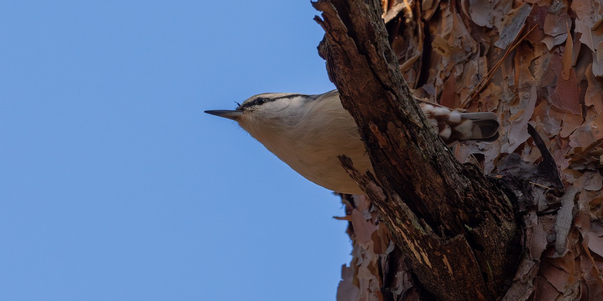 Eurasian Nuthatch - ML646672326