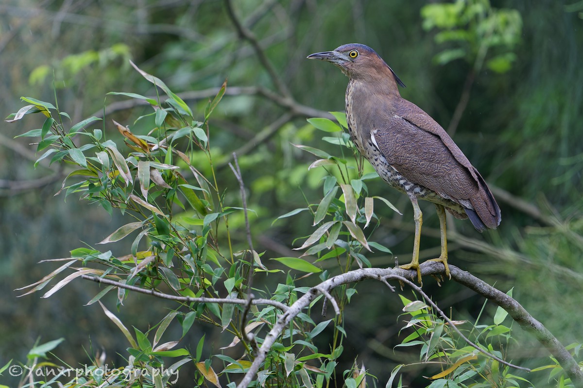 duskdverghegre - ML646672332