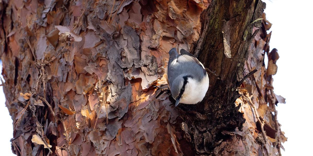 Eurasian Nuthatch - ML646672333