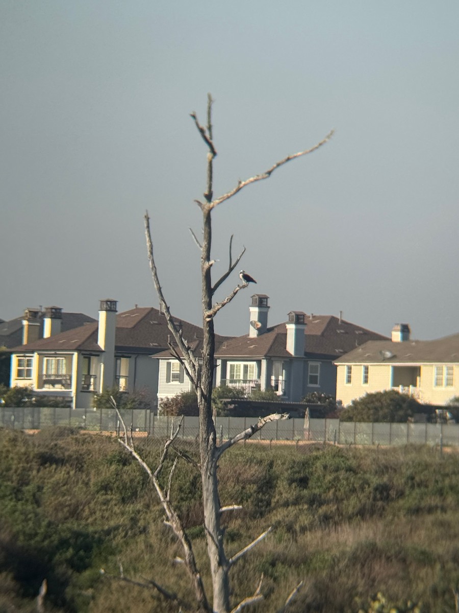 Osprey - ML646672336