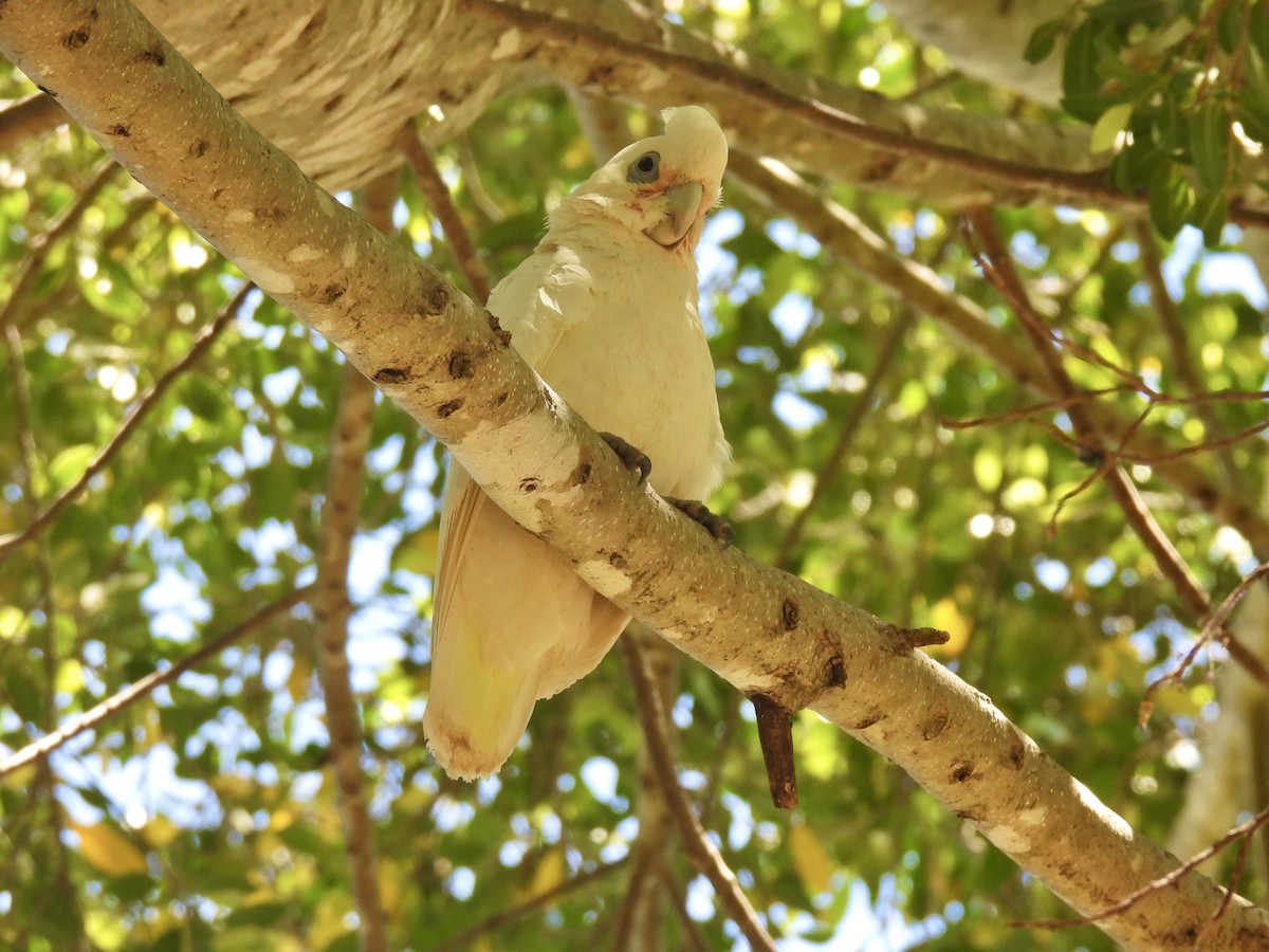 Little Corella - ML646672355