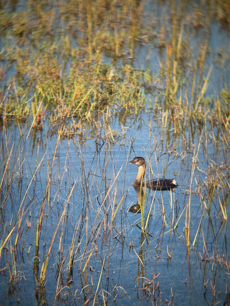 Pied-billed Grebe - ML646672357
