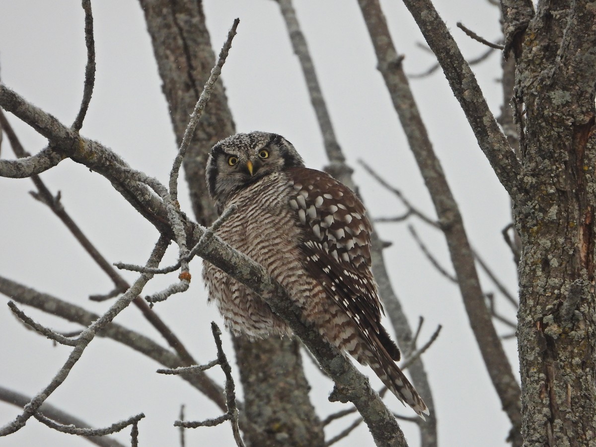 Northern Hawk Owl - ML646672360
