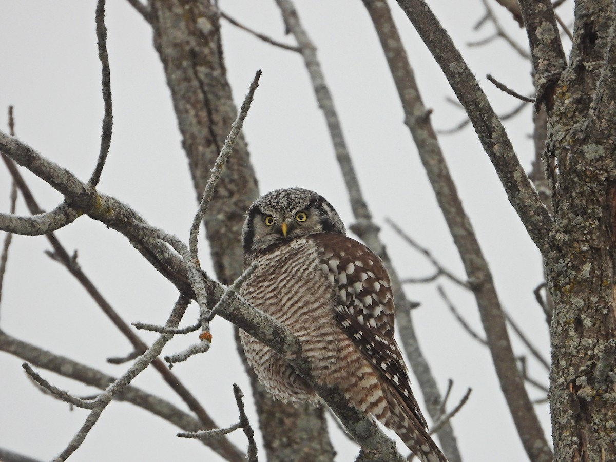 Northern Hawk Owl - ML646672361