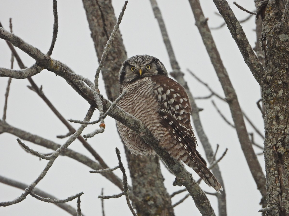 Northern Hawk Owl - ML646672362