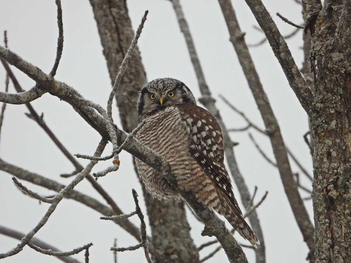 Northern Hawk Owl - ML646672363