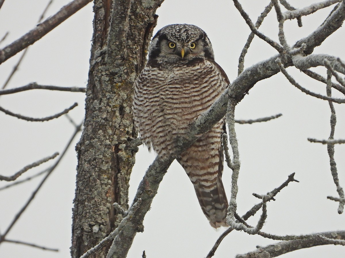 Northern Hawk Owl - ML646672364