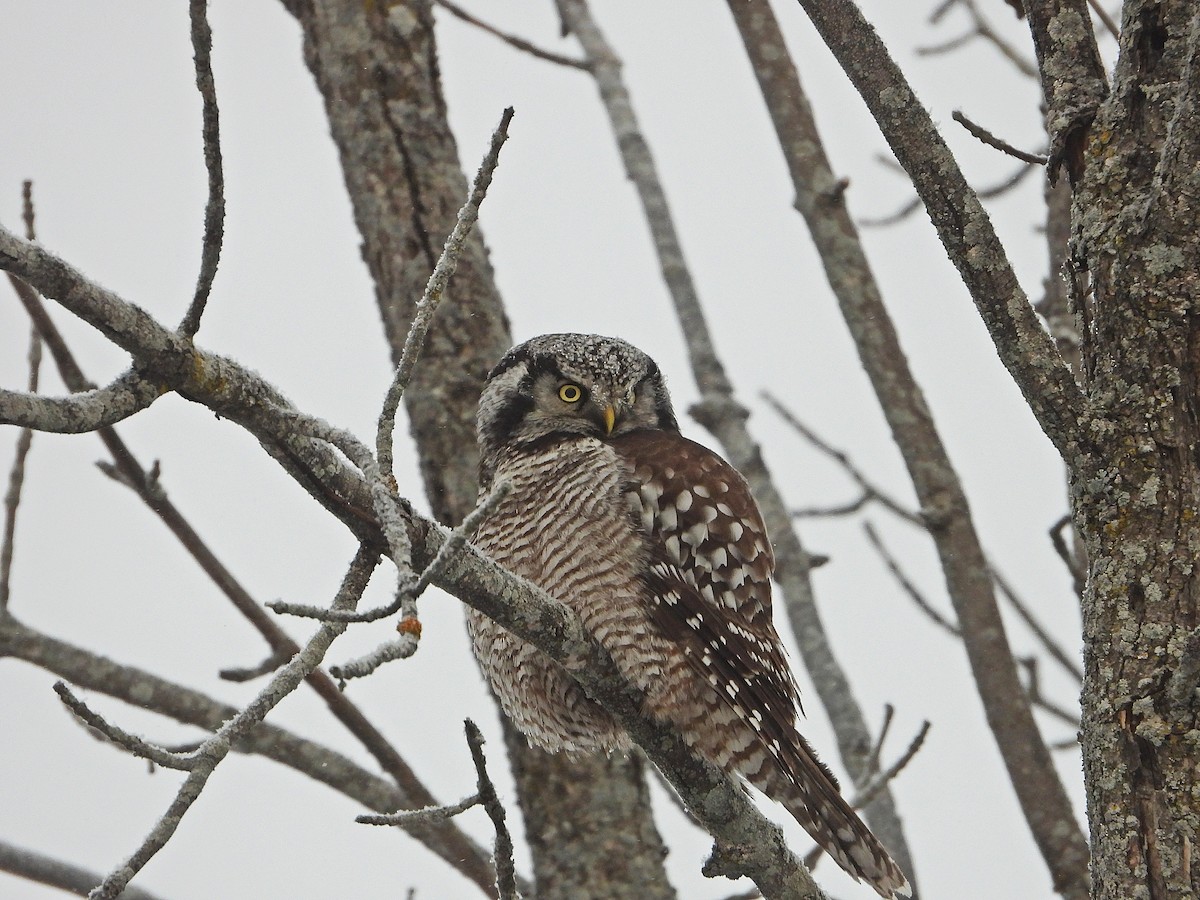Northern Hawk Owl - ML646672365