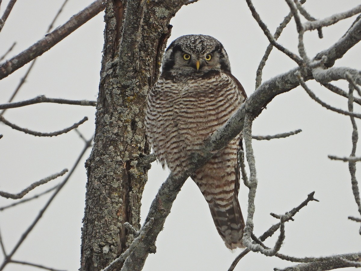 Northern Hawk Owl - ML646672366