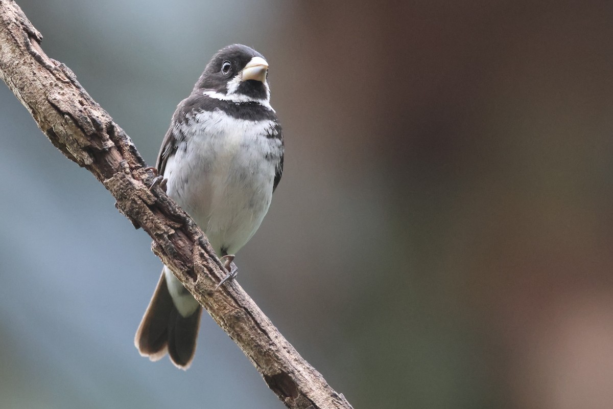 Double-collared Seedeater - ML646672378