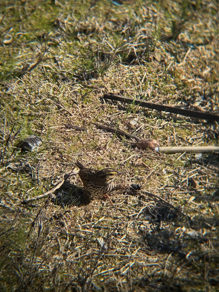 Savannah Sparrow - ML646672379