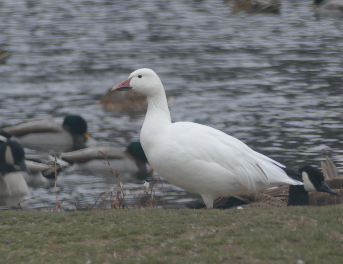 Snow Goose - ML646672384