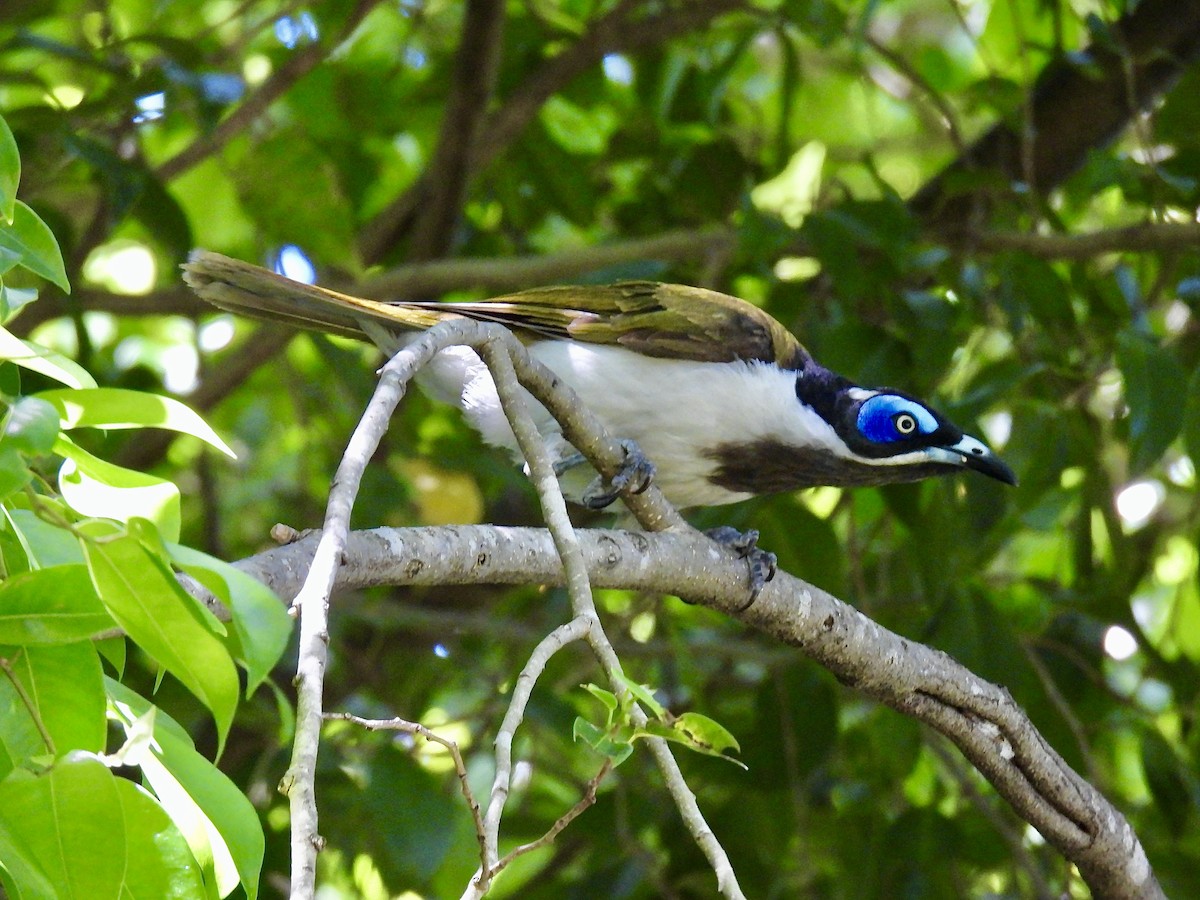 Blue-faced Honeyeater - ML646672386