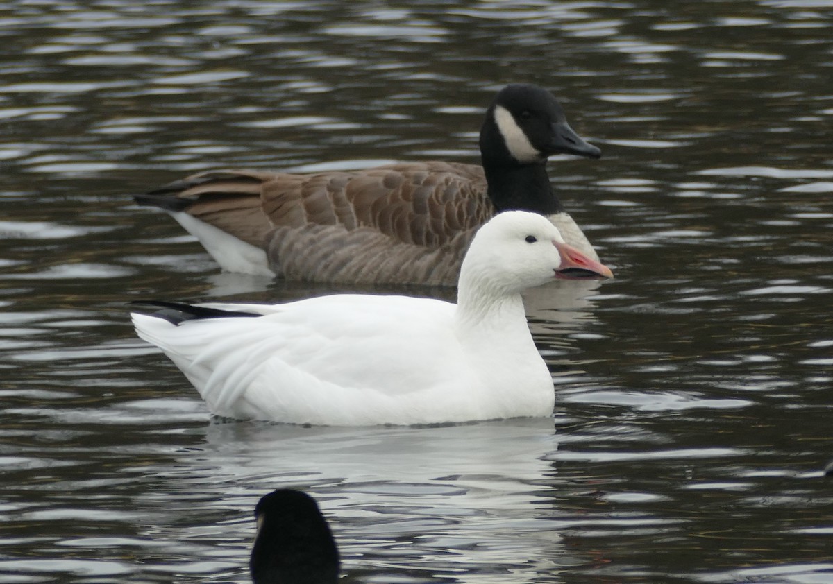 Snow Goose - ML646672387
