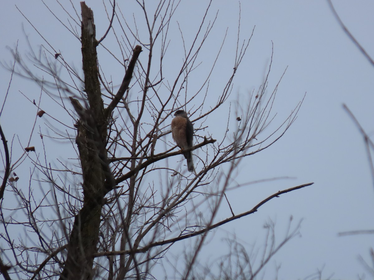 jestřáb americký - ML646672391