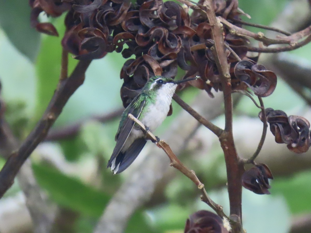 Garden Emerald - ML646672392