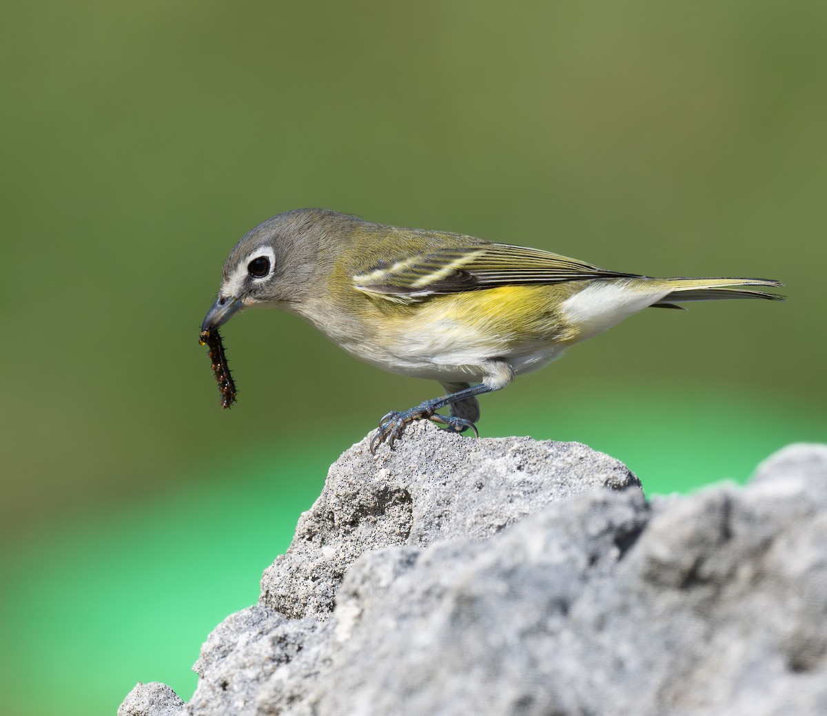 Blue-headed Vireo - ML646672401