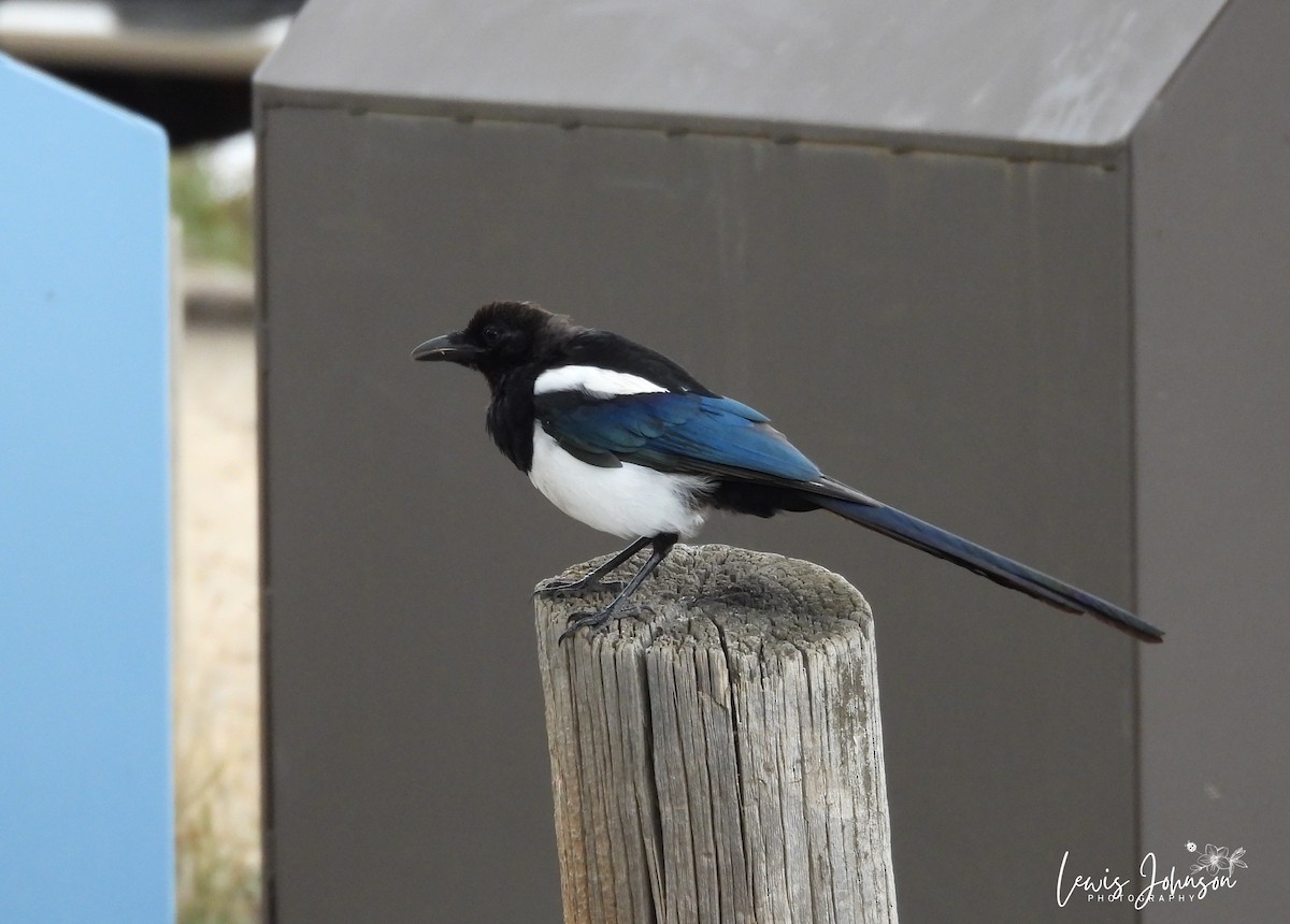 straka americká - ML646672403