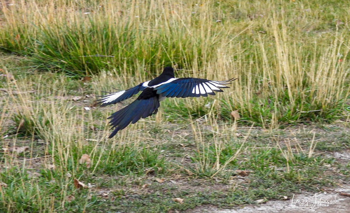 straka americká - ML646672404