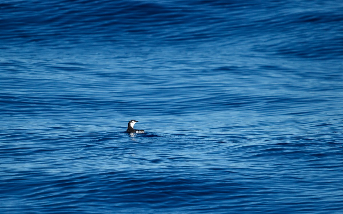 セグロウミスズメ - ML646672406