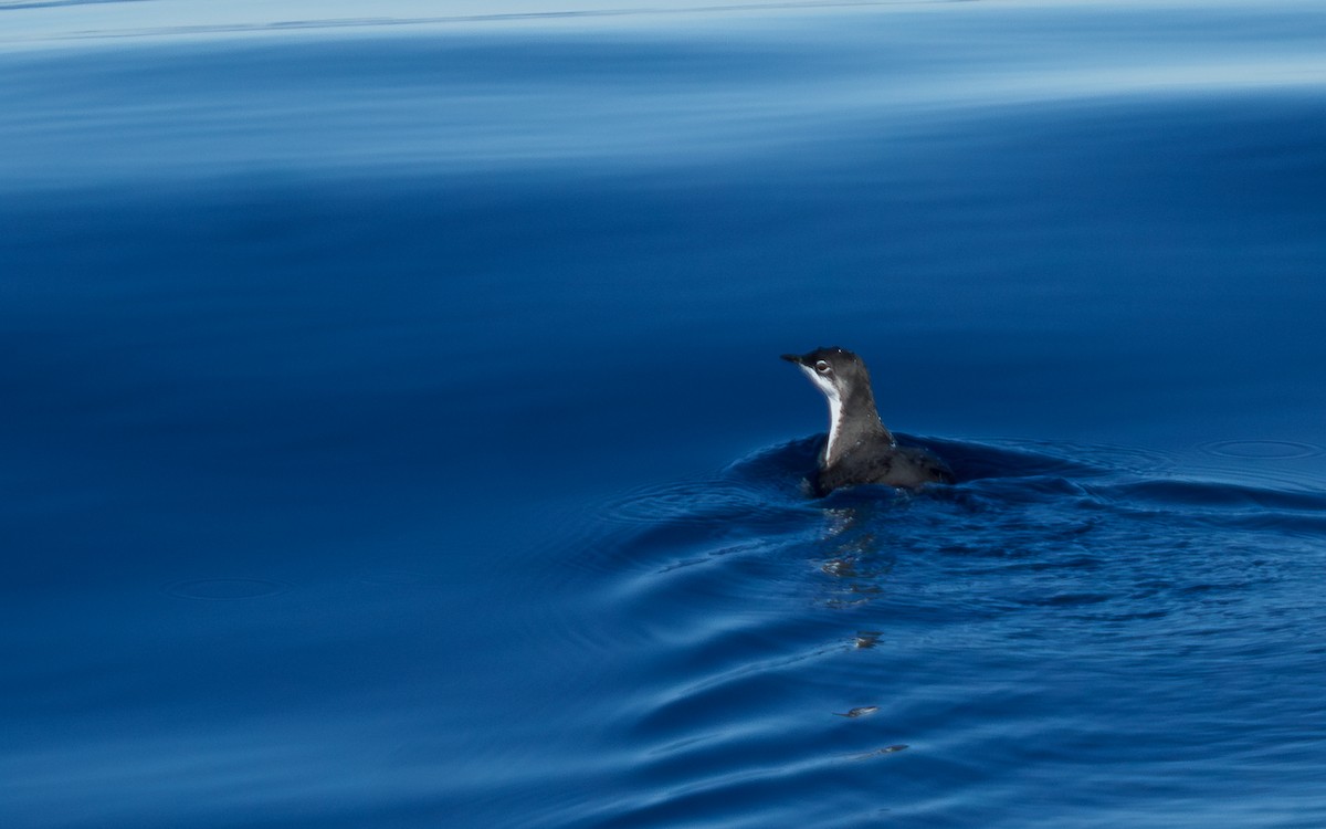 スクリップスウミスズメ - ML646672408