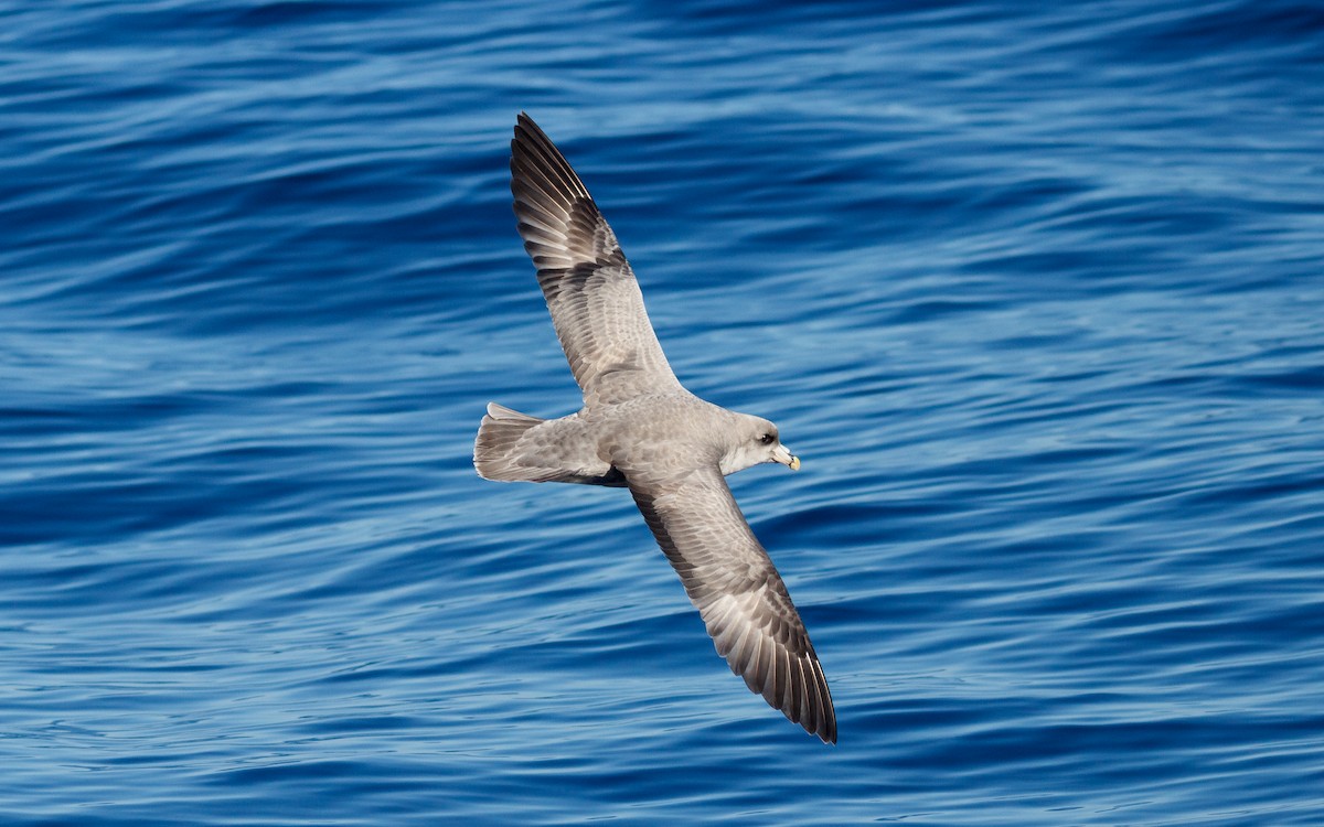 フルマカモメ - ML646672413