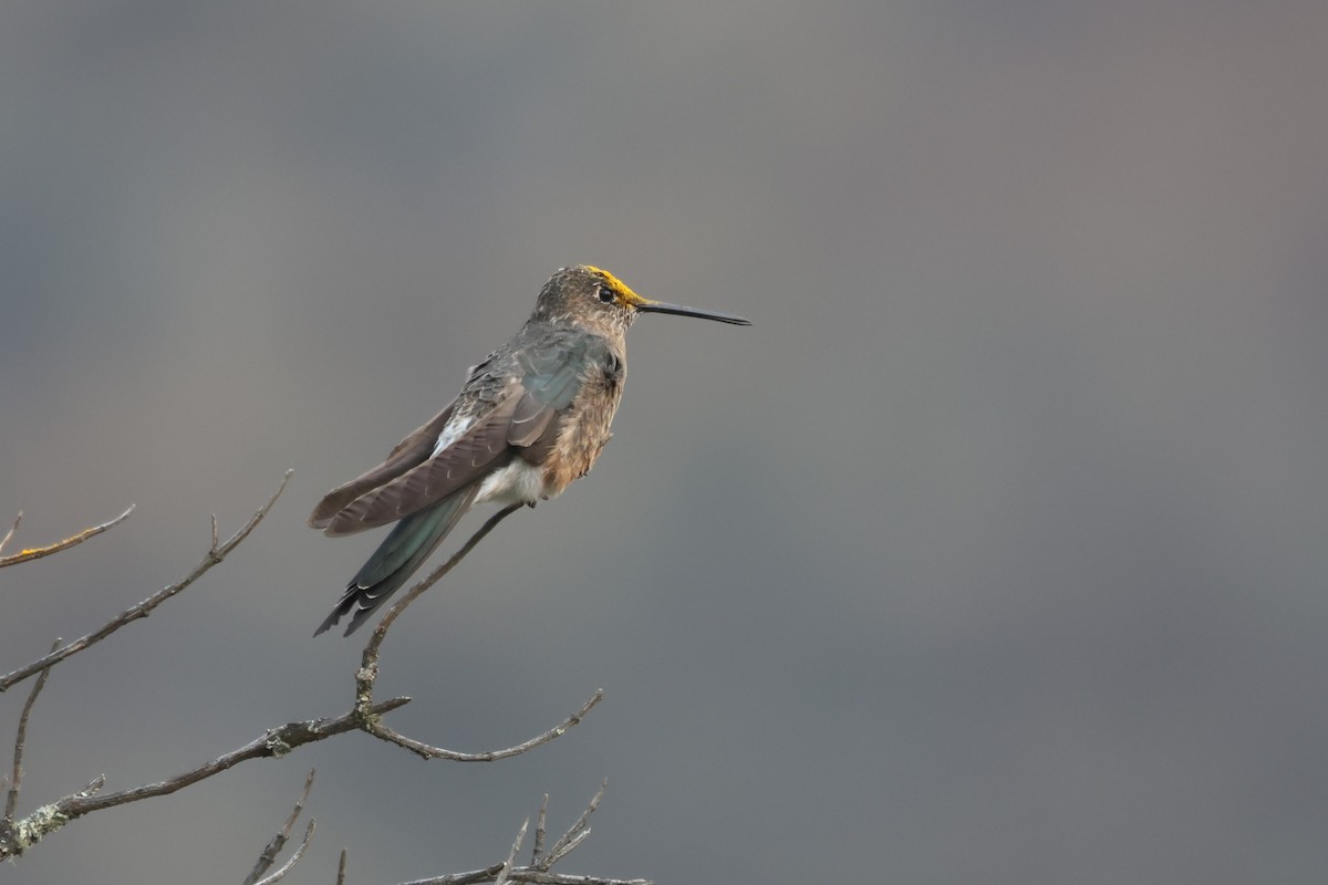 Giant Hummingbird - ML646672414