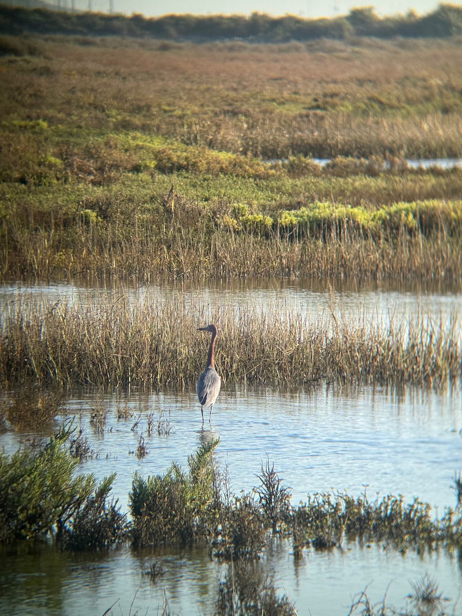 Reddish Egret - ML646672416