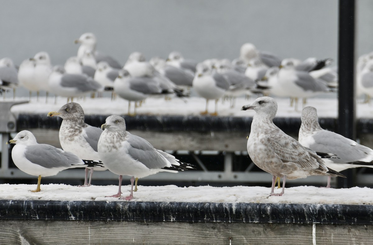 American Herring Gull - ML646672417
