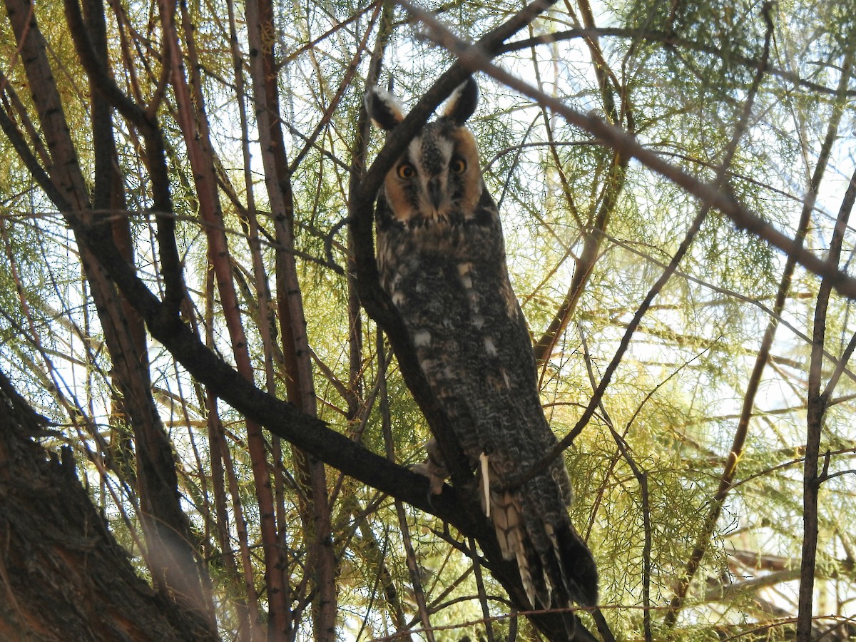 Long-eared Owl - ML646672418