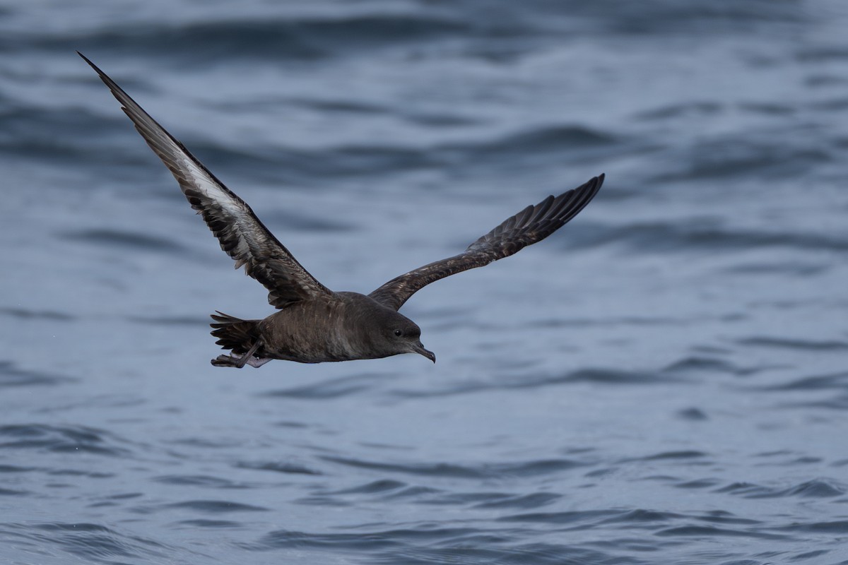 Sooty Shearwater - ML646672420