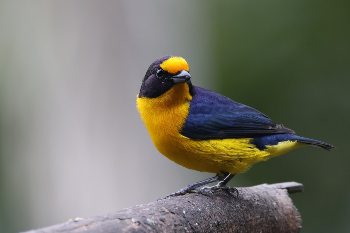 libohlásek fialový - ML646672429