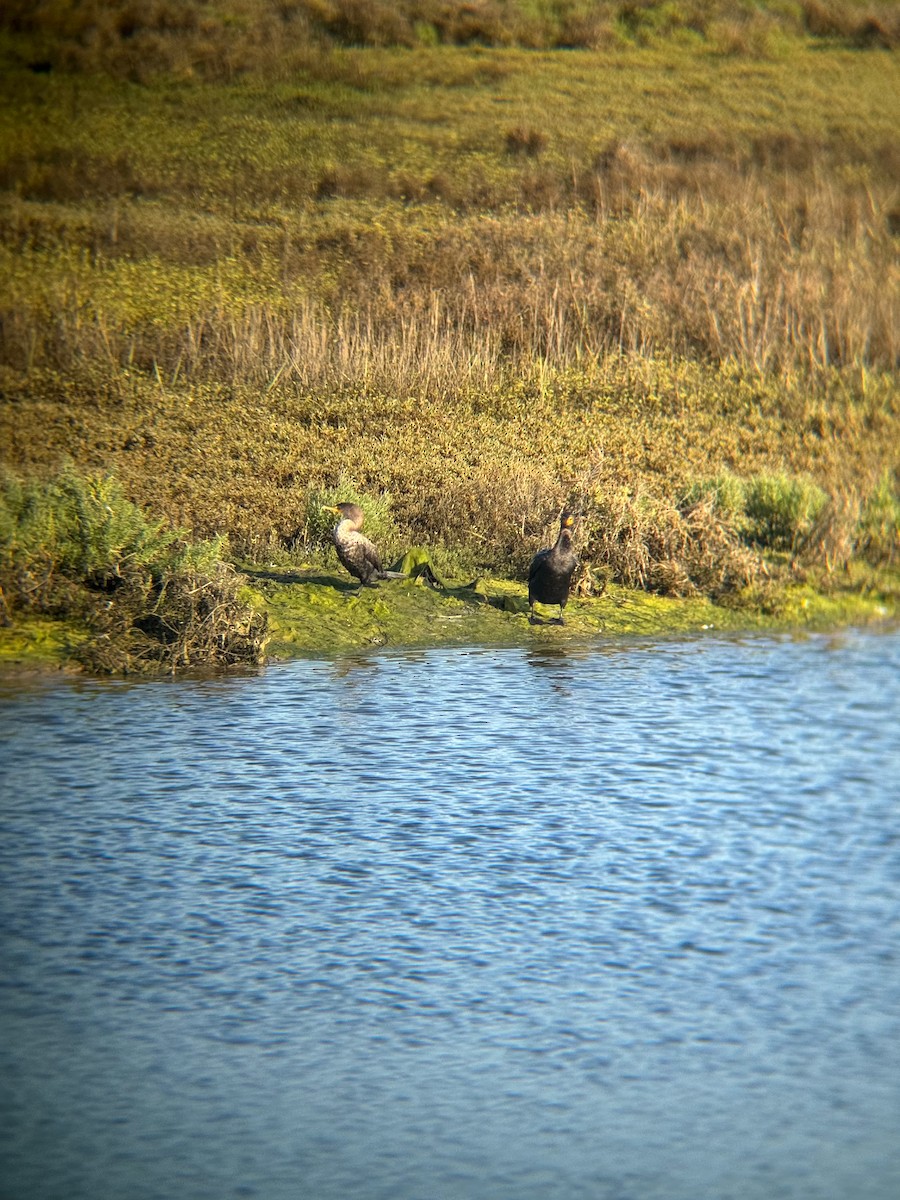 Double-crested Cormorant - ML646672431