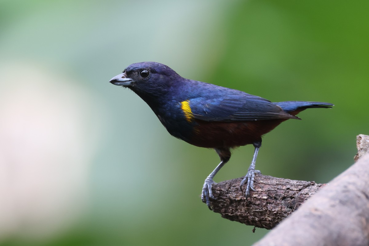 libohlásek hnědobřichý - ML646672434