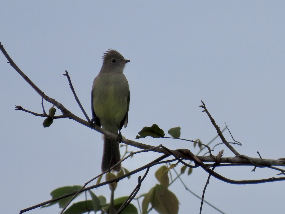 Yellow-bellied Elaenia - ML646672437