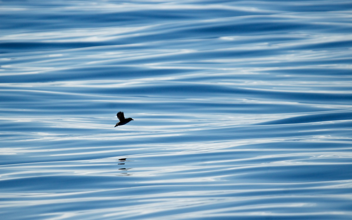 アメリカウミスズメ - ML646672438