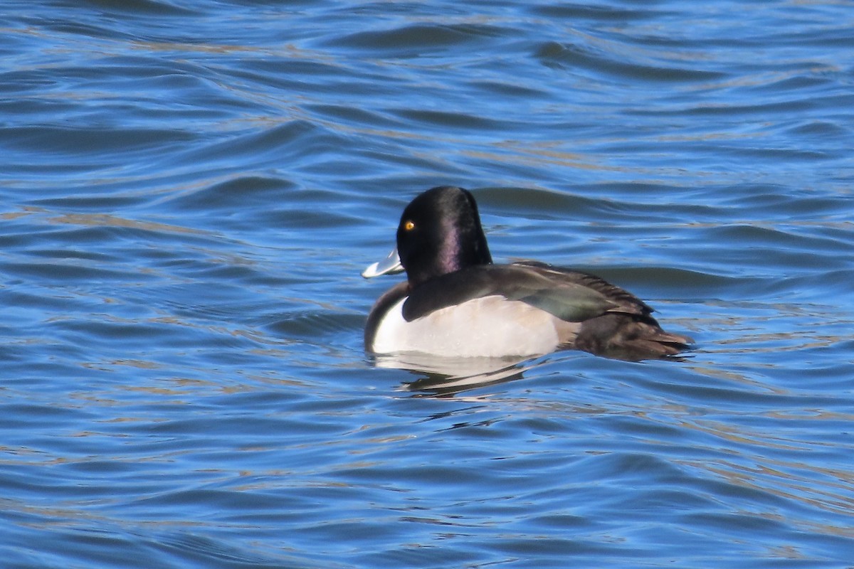 Murgilari lepokoduna - ML646672442