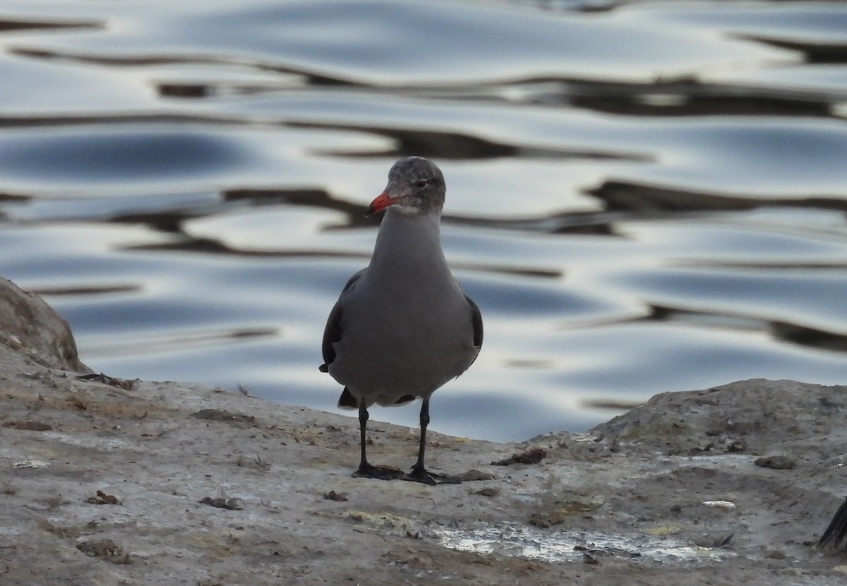 Goéland de Heermann - ML646672443