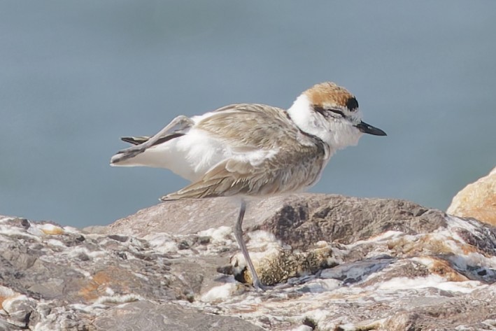 Malaysian Plover - ML646672444